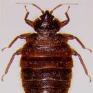Afrocimex constrictus.jpg