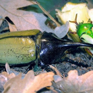Dynastes hercules.jpg