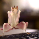 Hymenopus coronatus.jpg
