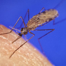 Mosquito.jpg