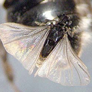 Strepsiptera.jpg