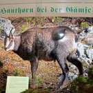 normal_10052013_fmt_JaegerGroedig_ex075.JPG