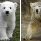 Knut aktuelle Bilder