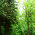Forstweg Eichwäldle