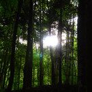 Eichw__ldle009.JPG