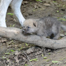 Nachwuchs: Arktische Wölfe in Schönbrunn haben fünf Babys