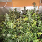 14_01_2013 - API Stockerau - Cannabispflanzen.jpg
