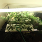 14_05_2013 - API Stockerau - Cannabisstecklinge.jpg