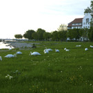Lochau: Schwäne am Kaiserstrand