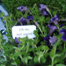 DSCN3037_JPG-1368540254