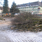 Baumfällaktion     