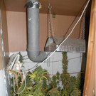 Cannabis-Indoorplantage in Korneuburg gefunden