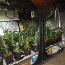 Höchst: Bilder der Plantage