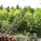 wucher rappenloch holz _26_.JPG