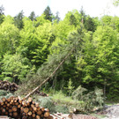 wucher rappenloch holz _27_.JPG