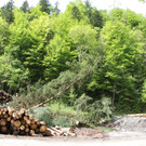 wucher rappenloch holz _28_.JPG