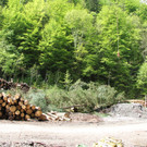 wucher rappenloch holz _29_.JPG