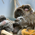 pa_kaiserschnurrbarttamarin2_slide_l.jpg