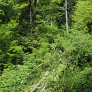 16052013baumde01001aktivnews_25.JPG