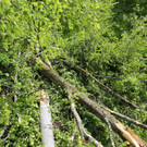 16052013baumde01001aktivnews_12.JPG