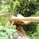 16052013baumde01001aktivnews_39.JPG