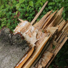 16052013baumde01001aktivnews_34.JPG