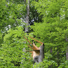 16052013baumde01001aktivnews_28.JPG