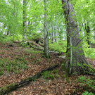 16052013baumde01001aktivnews_32.JPG