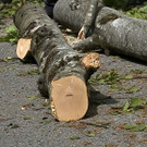 2013-05-16 VU B305 Baum auf Auto_15.jpg