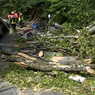 2013-05-16 VU B305 Baum auf Auto_06.jpg