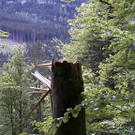 2013-05-16 VU B305 Baum auf Auto_29.jpg