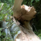 2013-05-16 VU B305 Baum auf Auto_37.jpg