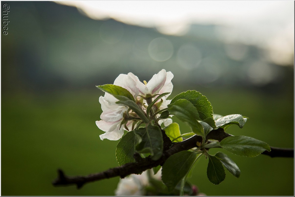 _59A0292_jpg-1368726978