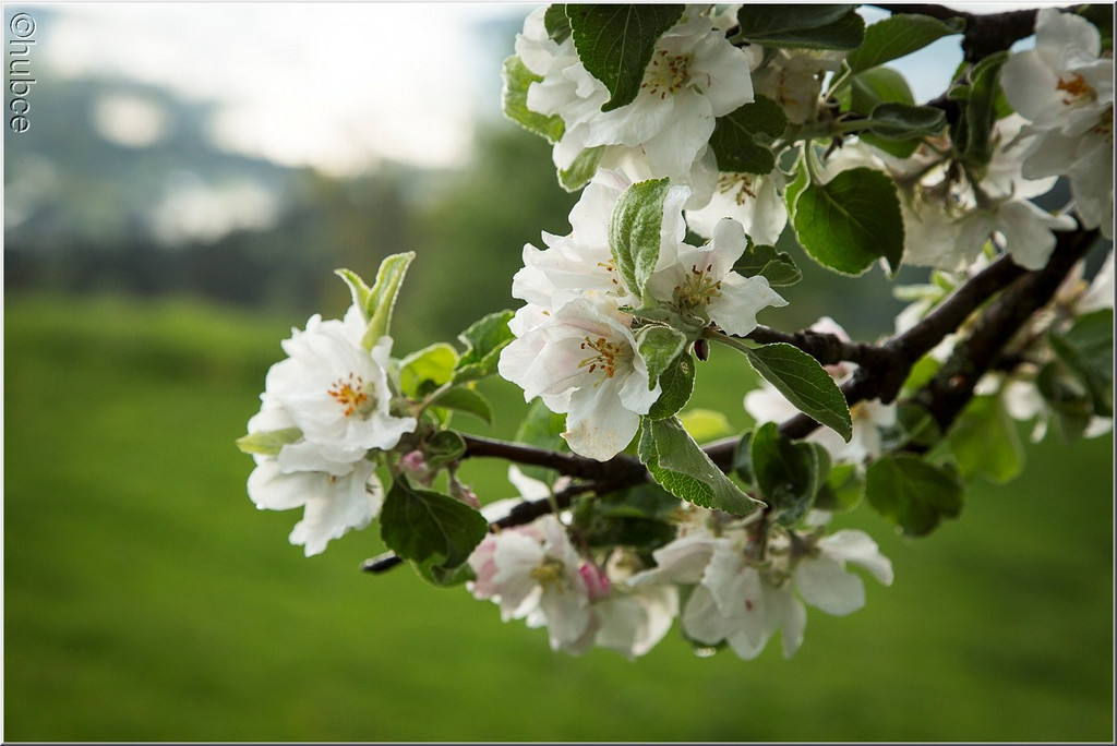 _59A0297_jpg-1368726980