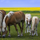 ABD0010-20130514.jpg