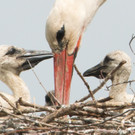 ABD0032-20130510.jpg