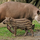 tapir-zoo.jpg