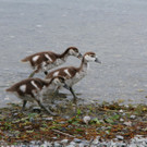 Nilgänse Nummer eins im Erholungsgebiet Paspels