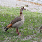 IMG_8762_jpg-1368907835