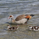 IMG_8963_jpg-1368907884