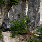 DSC07336 a.JPG