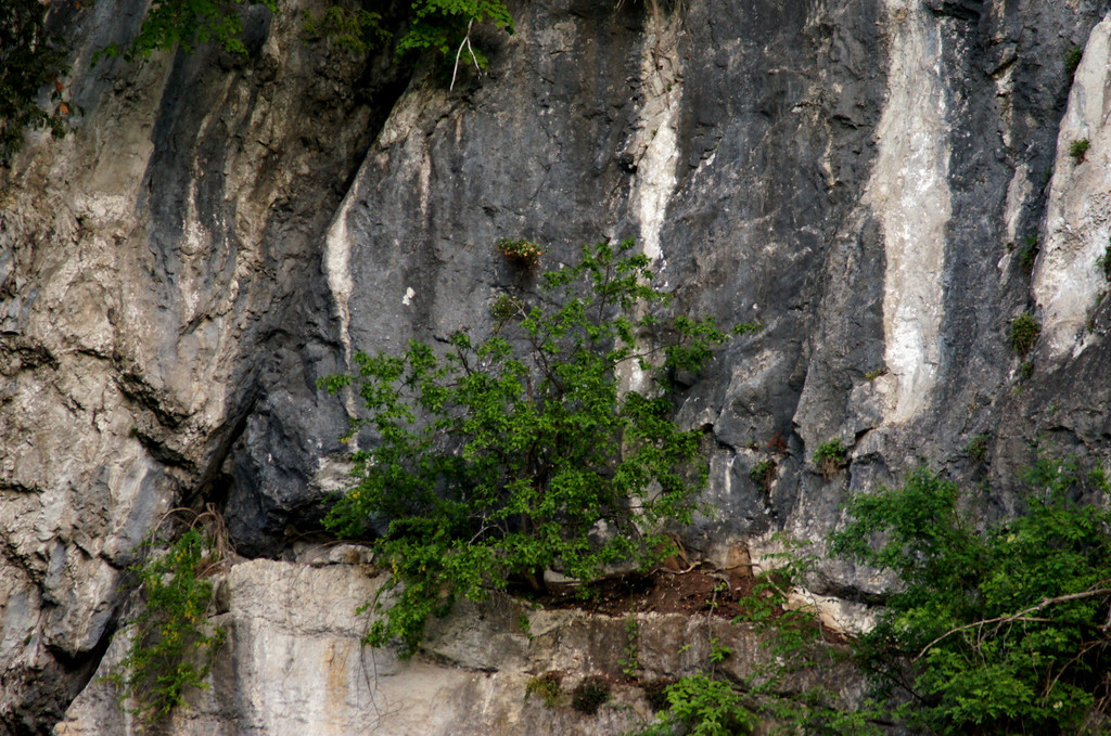 DSC07336 a.JPG