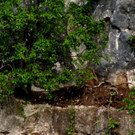 DSC07336 b.jpg