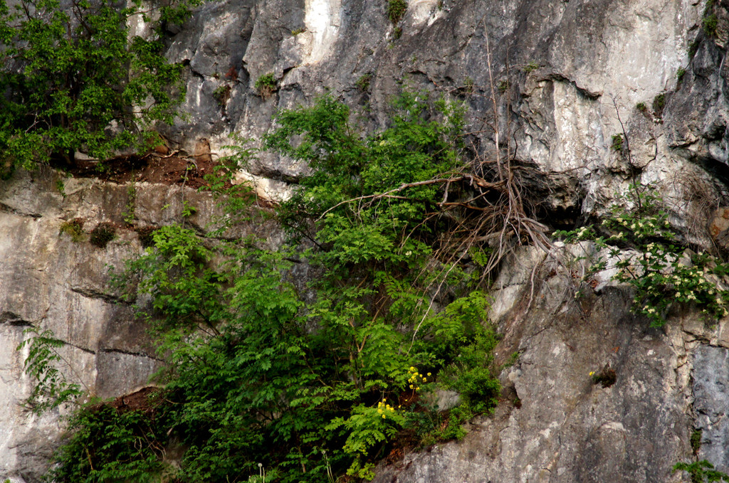 DSC07341 a.JPG