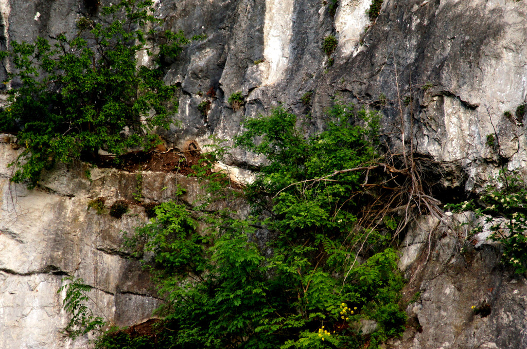 DSC07342 a.JPG