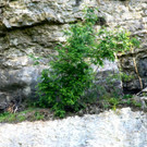 E03 Koblach.jpg