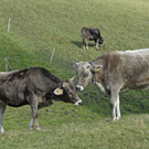 _DSC02030011_JPG-1267685787