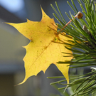 _DSC01580010_1_JPG-1267686122