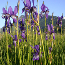 6b_Natur.jpg