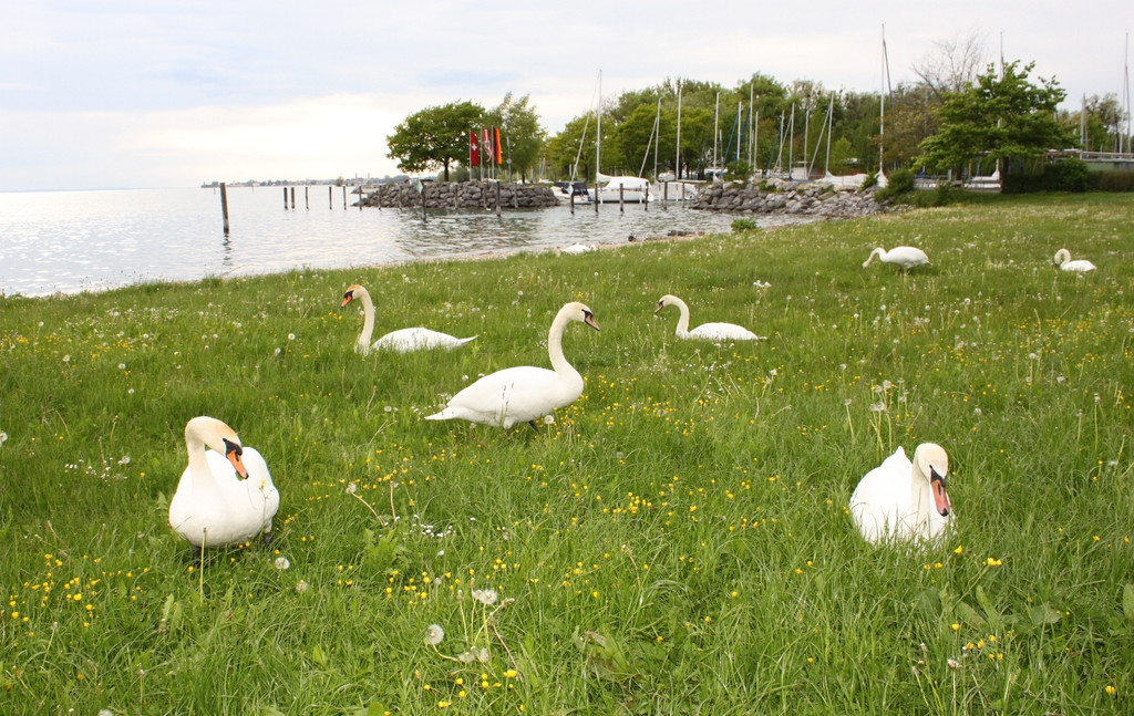 Seehotel LANDESHAUPTLEUTE 2013 _16__jpg-1369147254